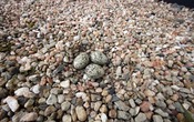 Oyster Catcher eggs in gardens